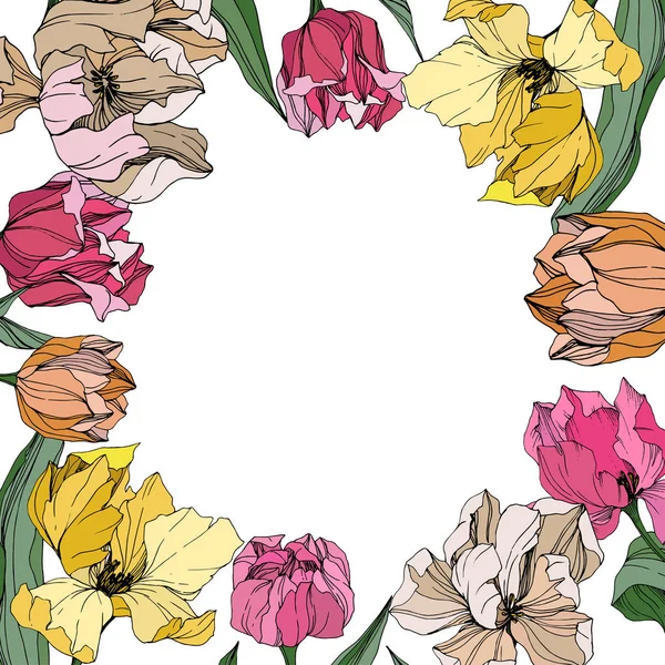Vector Tulipán grabado arte tinta. Flor botánica floral. Flores silvestres de hoja primaveral aisladas. Marco borde ornamento cuadrado . — Vector de stock