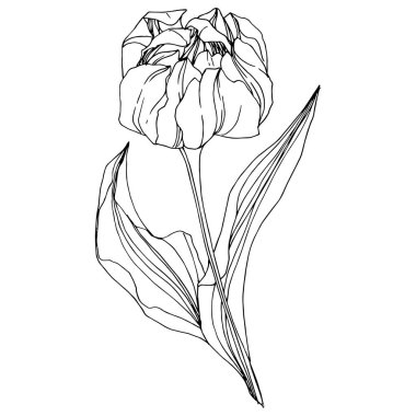 Vektör Tulip siyah ve beyaz mürekkep sanat kazınmış. Botanik çiçek. İzole lale illüstrasyon öğesi.