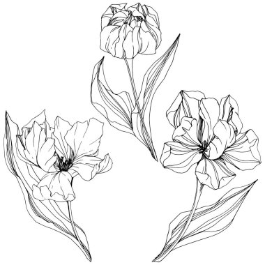 Vektör Tulip siyah ve beyaz mürekkep sanat kazınmış. Botanik çiçek. İzole lale illüstrasyon öğesi.