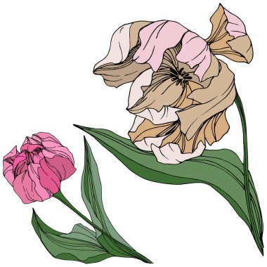 Vektör Tulip mürekkep sanat kazınmış. Botanik çiçek. Bahar yaprak kır çiçeği. İzole lale illüstrasyon öğesi.