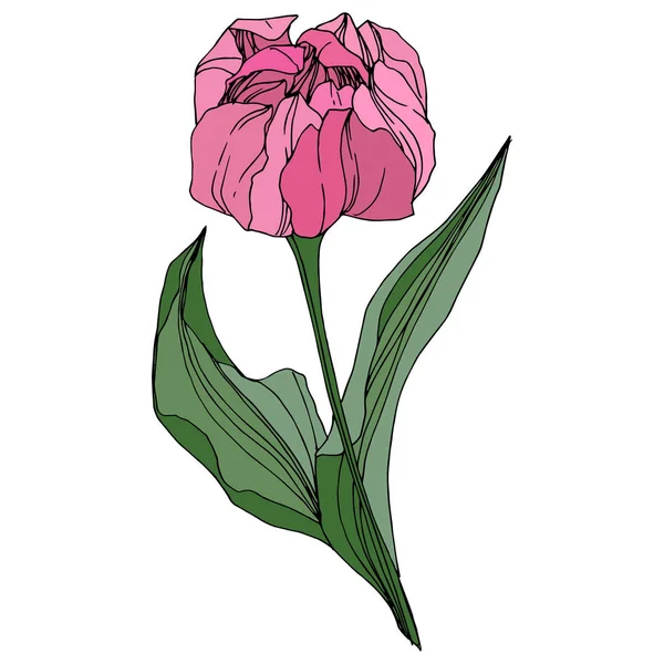 Tulip wektor wygrawerowanym sztuki atramentu. Botaniczny kwiat kwiatowy. Wiosenny liść wildflower. Element ilustracja na białym tle tulip. — Wektor stockowy