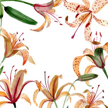 Turuncu lilyum botanik çiçek. Suluboya arka plan illüstrasyon küme. Çerçeve kenarlığı süsleme Meydanı.