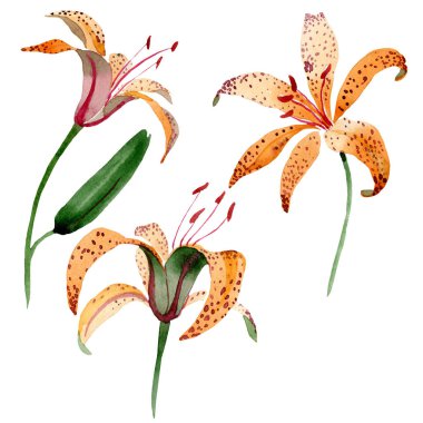 Turuncu lilyum botanik çiçek. Suluboya arka plan illüstrasyon küme. İzole lily illüstrasyon öğesi.