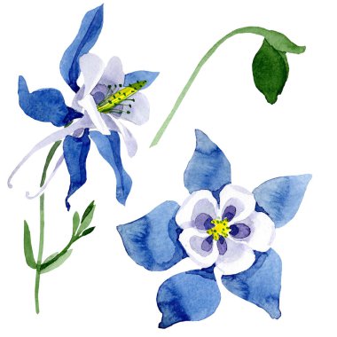 Mavi aquilegia botanik çiçek. Suluboya arka plan illüstrasyon küme. İzole aquilegia illüstrasyon öğesi.