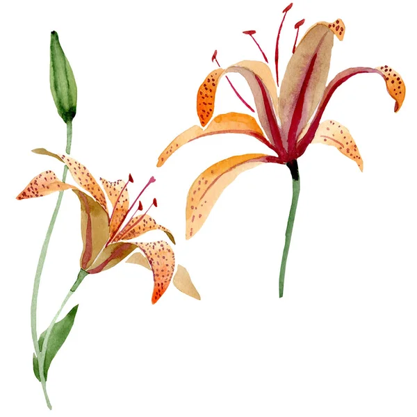 Flor botánica floral de lirio naranja. Conjunto de ilustración de fondo acuarela. Elemento de ilustración de lirio aislado . — Foto de Stock