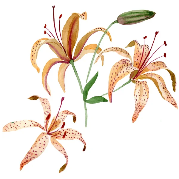 Orange lilium blommig botaniska blomma. Akvarell bakgrund illustration set. Isolerade lily illustration element. — Stockfoto