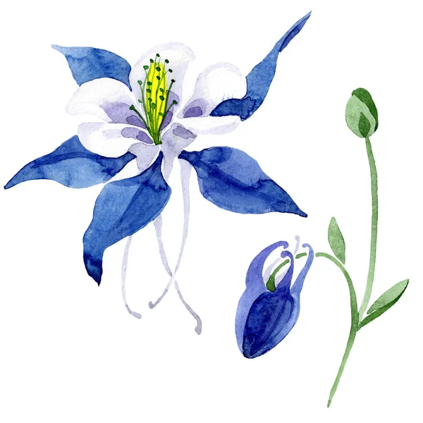 青いオダマキの花植物花。水彩画背景イラスト セット。孤立したオダマキの図要素. — ストック写真
