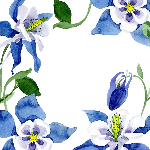 Botaniczny kwiat kwiatowy niebieski Orlik. Zestaw ilustracji tle akwarela. Ramki granicznej ornament square. — Zdjęcie stockowe