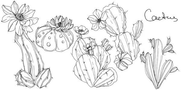 Vector Cacti flor botánica floral. Tinta grabada en blanco y negro. Elemento aislado de ilustración de cactus . — Vector de stock