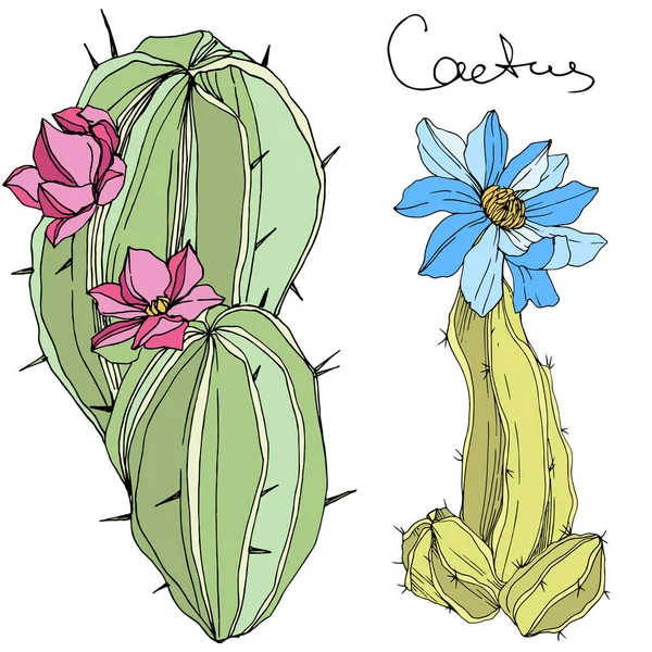 Vector Cacti flor botánica floral. Arte de tinta grabada verde y azul. Elemento aislado de ilustración de cactus . — Vector de stock