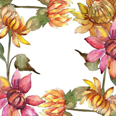 Aster turuncu ve kırmızı. Botanik çiçek. Suluboya arka plan illüstrasyon küme. Çerçeve kenarlığı süsleme Meydanı.