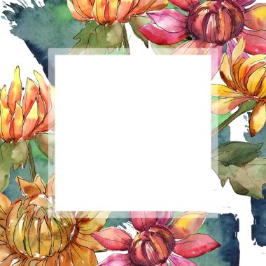 Aster turuncu ve kırmızı. Botanik çiçek. Suluboya arka plan illüstrasyon küme. Çerçeve kenarlığı süsleme Meydanı.