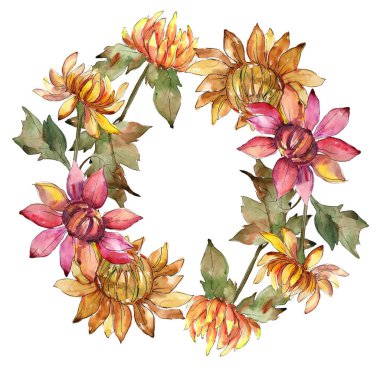 Aster turuncu ve kırmızı. Botanik çiçek. Suluboya arka plan illüstrasyon küme. Çerçeve kenarlığı süsleme Meydanı.