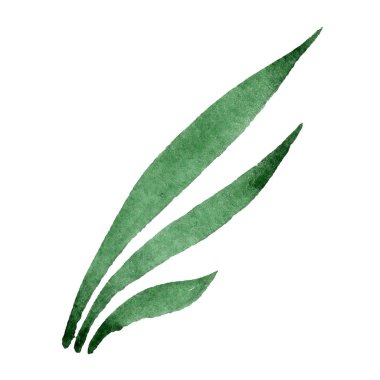 Yeşil yaprak. Botanik çiçek. Suluboya arka plan illüstrasyon küme. İzole yaprak illüstrasyon öğesi.