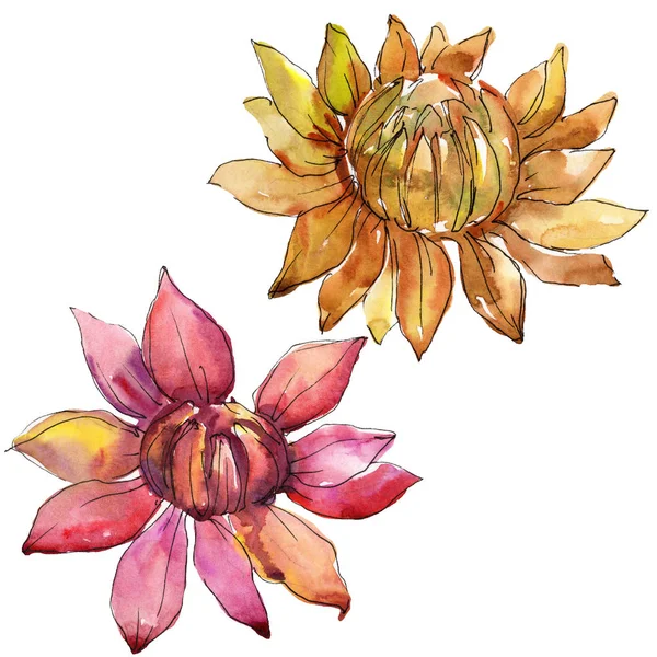 Arancione e rosso astri fiore botanico. Acquerello sfondo illustrazione set. Elemento isolante di illustrazione aster . — Foto Stock