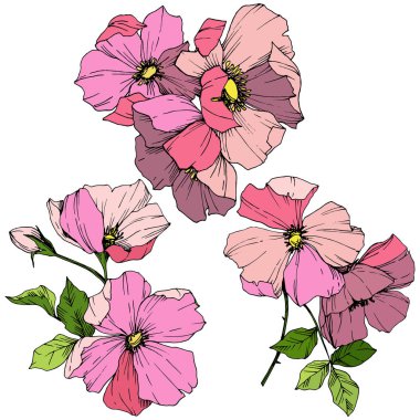 Vektör pembe rosa canina. Botanik çiçek. Oyulmuş mürekkep sanat. İzole rosa canina illüstrasyon öğesi.