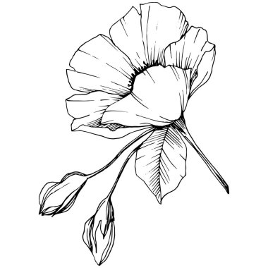 Vektör Rosa canina. Botanik çiçek. Vahşi bahar yaprak izole kır çiçeği. Siyah ve beyaz mürekkep sanat kazınmış. İzole rosa canina illüstrasyon öğesi.