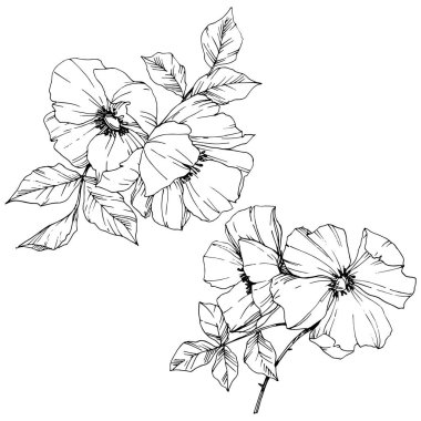 Vektör Rosa canina çiçek. Siyah ve beyaz mürekkep sanat kazınmış. İzole rosa canina illüstrasyon öğesi.