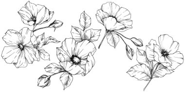 Vektör Rosa canina çiçek. Siyah ve beyaz mürekkep sanat kazınmış. İzole rosa canina illüstrasyon öğesi.