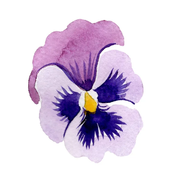 Mor viola botanik çiçek. Suluboya arka plan illüstrasyon küme. İzole viola illüstrasyon öğesi. — Stok fotoğraf