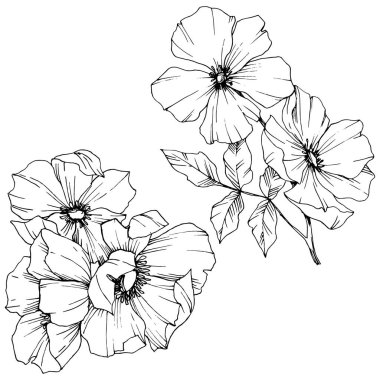 Vektör Rosa canina çiçek. Siyah ve beyaz mürekkep sanat kazınmış. İzole rosa canina illüstrasyon öğesi.