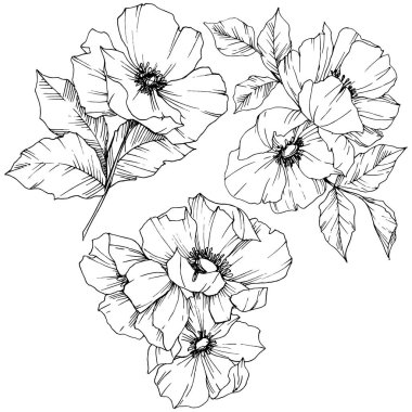 Vektör Rosa canina çiçek. Siyah ve beyaz mürekkep sanat kazınmış. İzole rosa canina illüstrasyon öğesi.