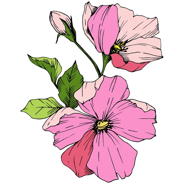 Vector Pink Rosa Canina. Floral flor botânica. Arte de tinta gravada. Isolado rosa canina ilustração elemento . — Vetor de Stock