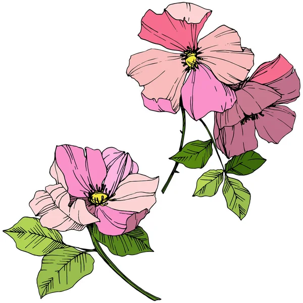 Vector roze rosa canina. Floral botanische bloem. Gegraveerde inkt art. Geïsoleerde rosa canina afbeelding element. — Stockvector