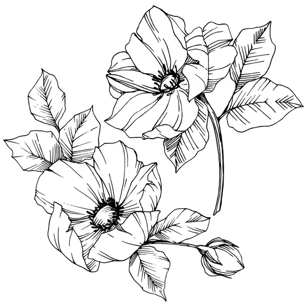 Vecteur Rosa canina fleur. Encre gravée en noir et blanc. Elément d'illustration isolé de la rosa canina . — Image vectorielle