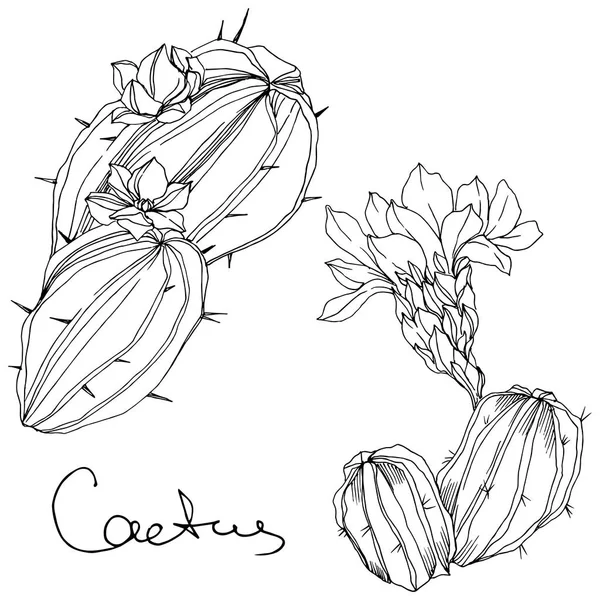 Vector Cacti flor botánica floral. Tinta grabada en blanco y negro. Elemento aislado de ilustración de cactus . — Vector de stock