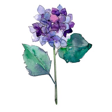 Mavi purle ortanca botanik çiçek. Suluboya arka plan illüstrasyon küme. İzole çiçek çizim öğesi.
