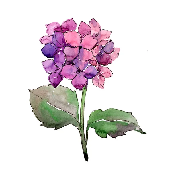 Purle Hortenzia virág botanikai virág. Akvarell háttér illusztráció készlet. Elszigetelt virág ábra elem. — Stock Fotó