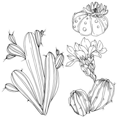 Vektör kaktüsler botanik çiçek. Siyah ve beyaz mürekkep sanat kazınmış. İzole kaktüsler illüstrasyon öğesi.