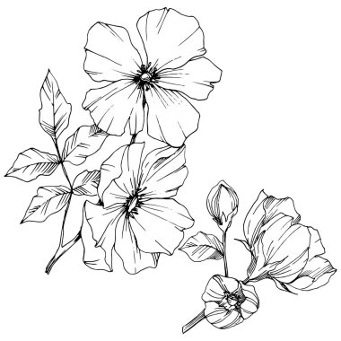 Vektör Rosa canina çiçek. Siyah ve beyaz mürekkep sanat kazınmış. İzole rosa canina illüstrasyon öğesi.