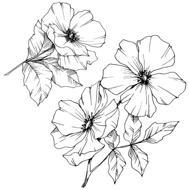 Vektör Rosa canina çiçek. Siyah ve beyaz mürekkep sanat kazınmış. İzole rosa canina illüstrasyon öğesi.