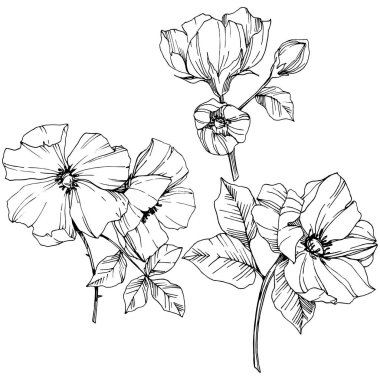 Vektör Rosa canina çiçek. Siyah ve beyaz mürekkep sanat kazınmış. İzole rosa canina illüstrasyon öğesi.