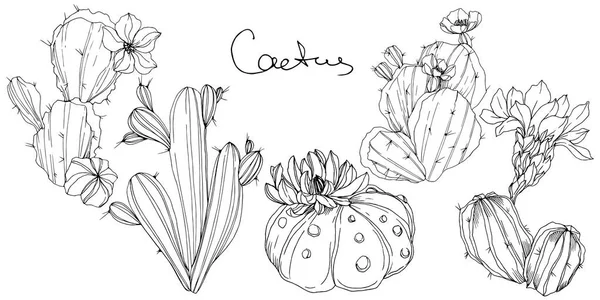 Vector Cacti flor botánica floral. Tinta grabada en blanco y negro. Elemento aislado de ilustración de cactus . — Vector de stock