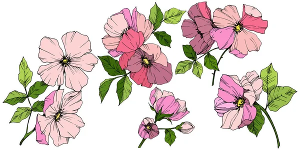 Vecteur Rose rosa canina. Fleur botanique florale. Encre gravée. Elément d'illustration isolé de la rosa canina . — Image vectorielle