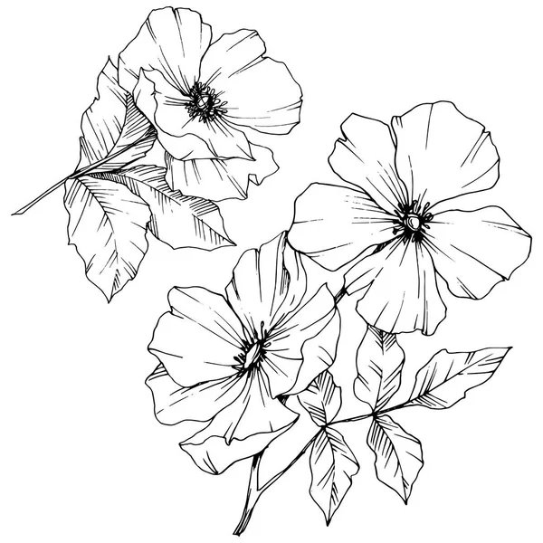 Vektor Rosa canina květina. Černá a bílá vyryto inkoust umění. Izolované rosa canina ilustrace prvek. — Stockový vektor