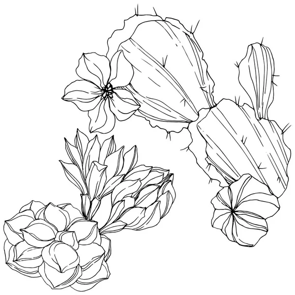 Vector Cacti flor botánica floral. Tinta grabada en blanco y negro. Elemento aislado de ilustración de cactus . — Archivo Imágenes Vectoriales