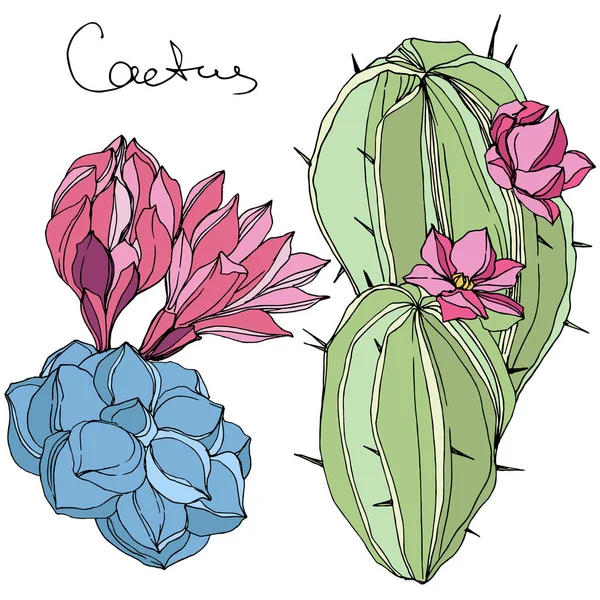 Vector Cacti flor botánica floral. Arte de tinta grabada verde y azul. Elemento aislado de ilustración de cactus . — Vector de stock