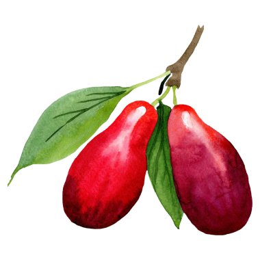 İzole cornus mas illüstrasyon öğesi. Yeşil yaprak. Suluboya arka plan illüstrasyon seti.