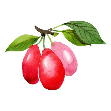 İzole cornus mas illüstrasyon öğesi. Yeşil yaprak. Suluboya arka plan illüstrasyon seti.