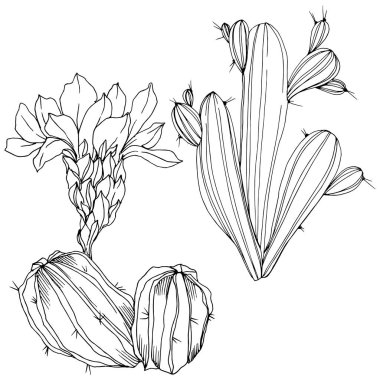 Vektör kaktüsler botanik çiçek. Siyah ve beyaz mürekkep sanat kazınmış. İzole kaktüsler illüstrasyon öğesi.