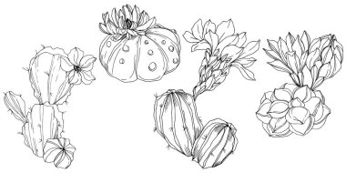 Vektör kaktüsler botanik çiçek. Siyah ve beyaz mürekkep sanat kazınmış. İzole kaktüsler illüstrasyon öğesi.