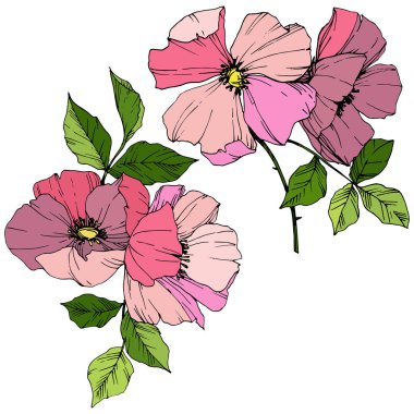 Vektör pembe rosa canina. Botanik çiçek. Oyulmuş mürekkep sanat. İzole rosa canina illüstrasyon öğesi.