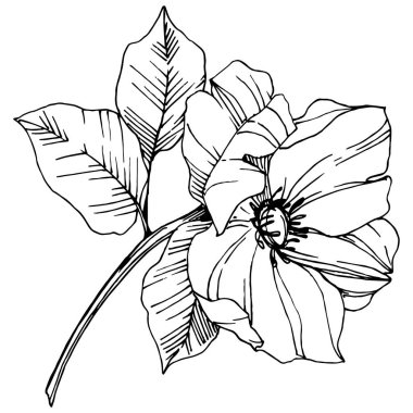 Vektör Rosa canina çiçek. Siyah ve beyaz mürekkep sanat kazınmış. İzole rosa canina illüstrasyon öğesi.