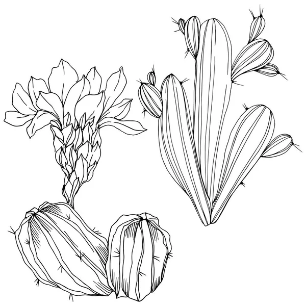 벡터 선인장 꽃 식물 꽃입니다. 흑백 잉크 아트를 새겨져 있다. 격리 된 선인장 그림 요소. — 스톡 벡터