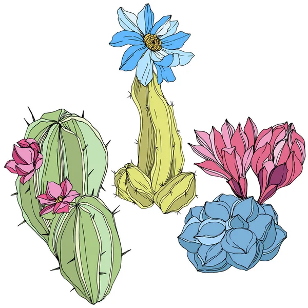 Vector Cacti floral botanische bloem. Groene en blauwe gegraveerde inkt art. Geïsoleerde cactussen afbeelding element. — Stockvector