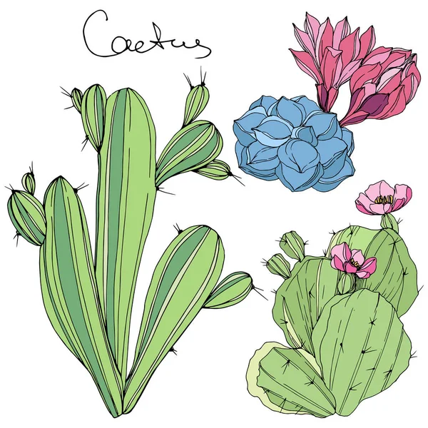 Vector Cacti flor botánica floral. Arte de tinta grabada verde y azul. Elemento aislado de ilustración de cactus . — Vector de stock